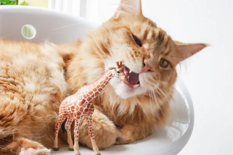Chat mordillant une girafe en plastique Un chat atteint de Pica mord un jouet