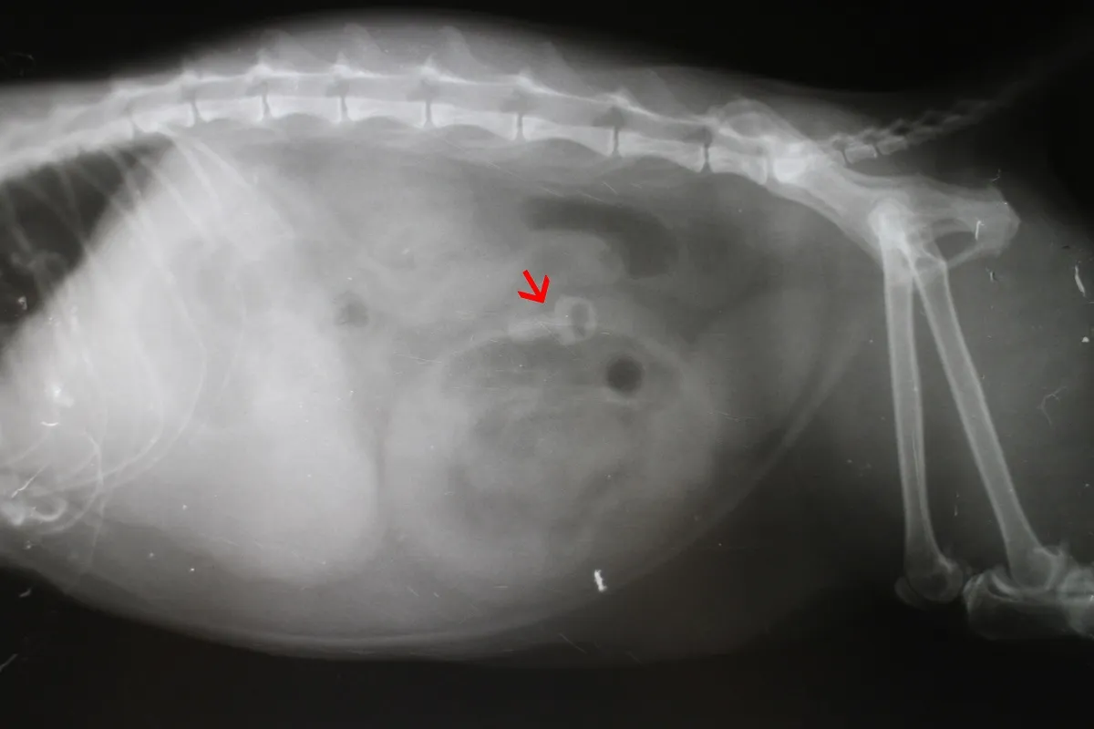 Radio de l’abdomen d’un chat Un chat souffrant de Pica peut avaler des corps étrangers