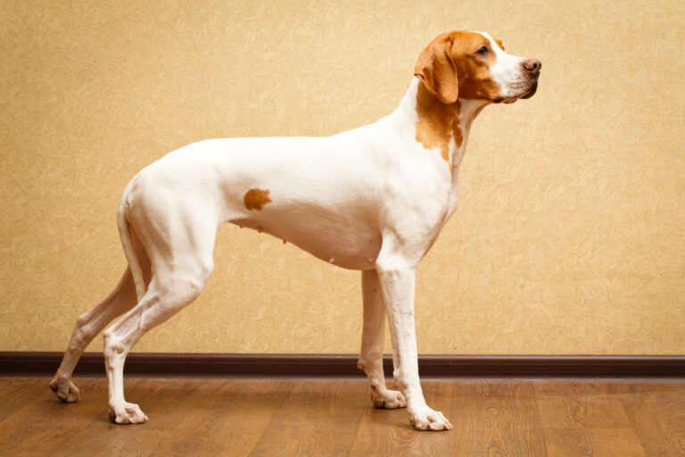 Un Pointer anglais à la maison