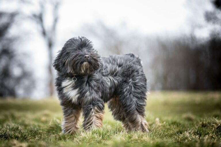 Un Terrier du Tibet au pelage fourni