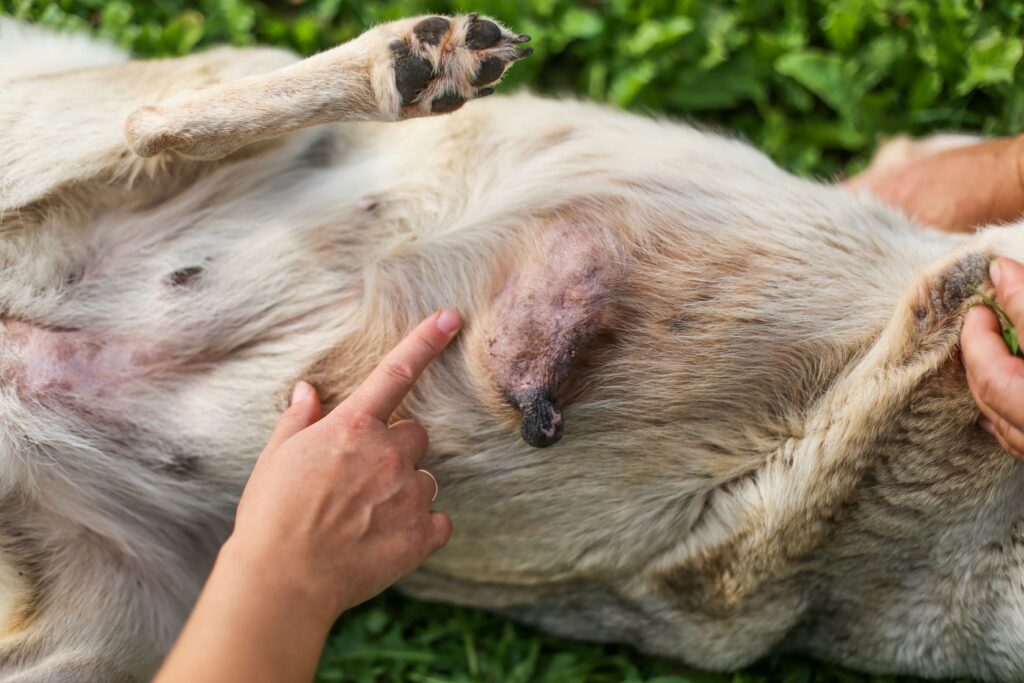 Une tumeur mammaire particulièrement enflée chez une chienne