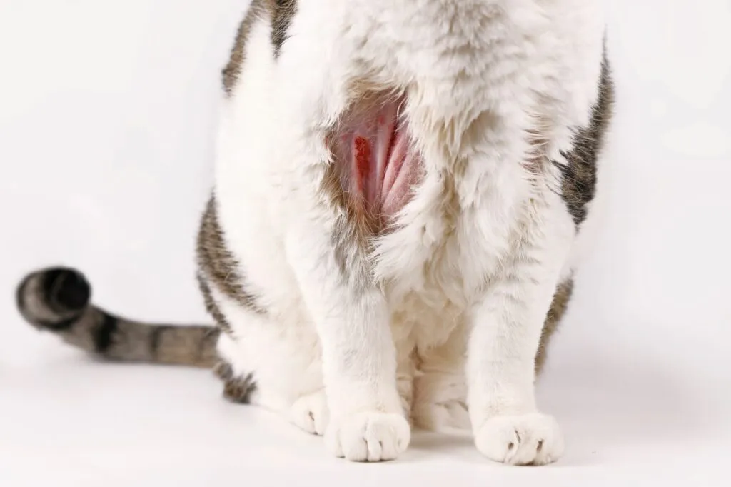 Chat avec une zone de peau d&eacute;pourvue de poils et enflamm&eacute;e