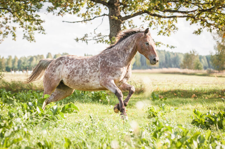 Un Appaloosa qui galope dans le prés