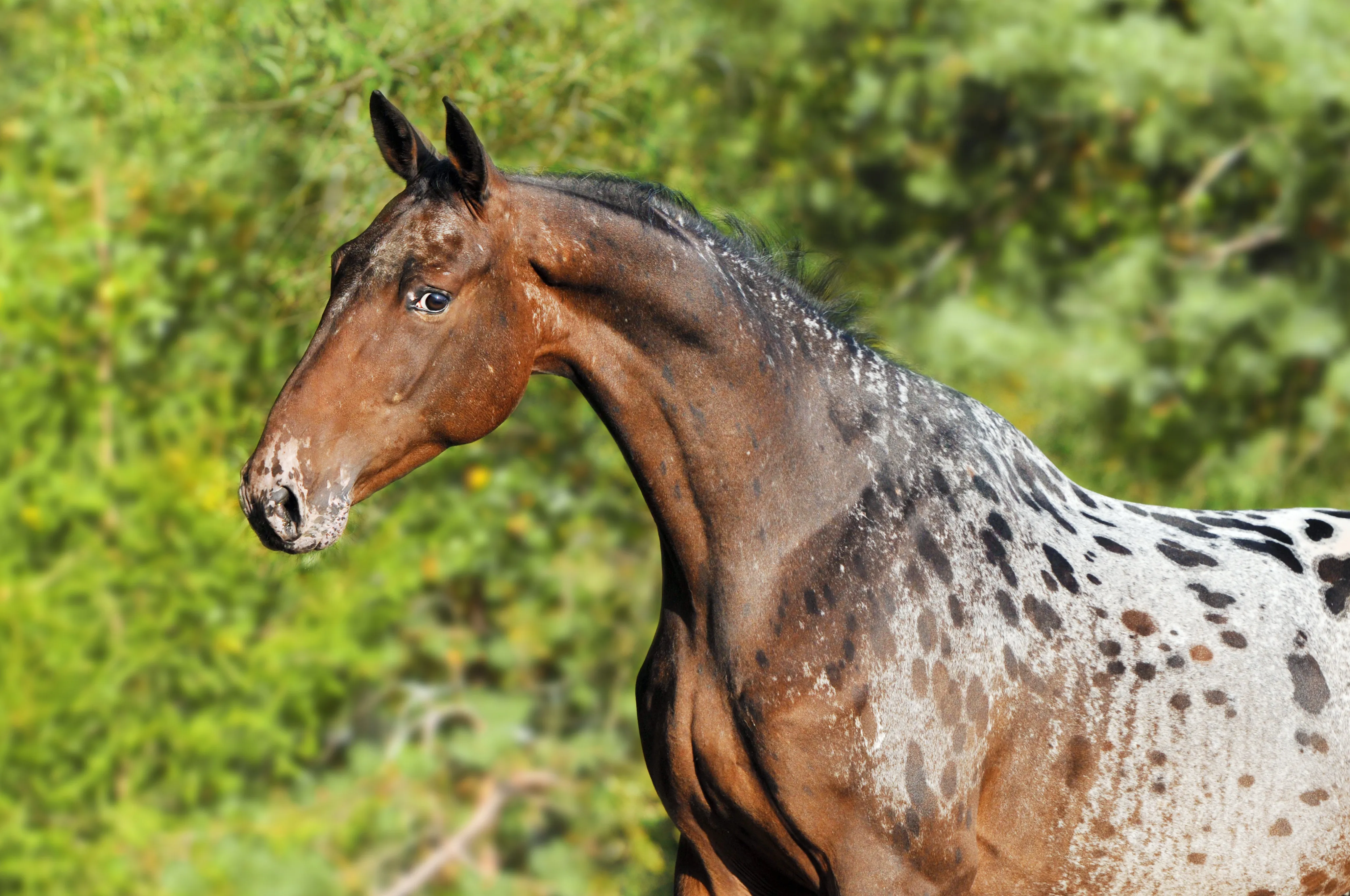 Portrait d'un Appaloosa