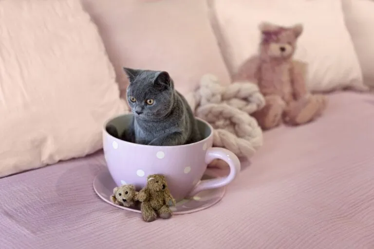 Un teacup cat minuscule Un chat nain dans une tasse de café