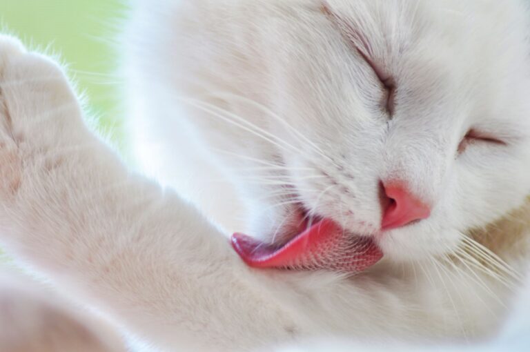 Un chat qui se lèche beaucoup trop risque de perdre ses poils