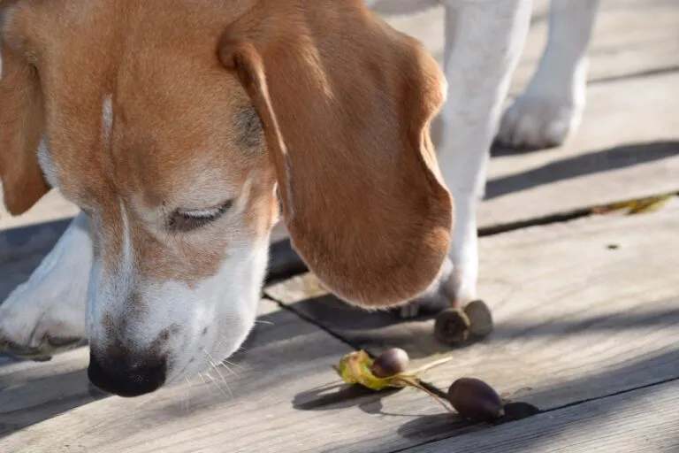 Un gland est toxique pour le chien