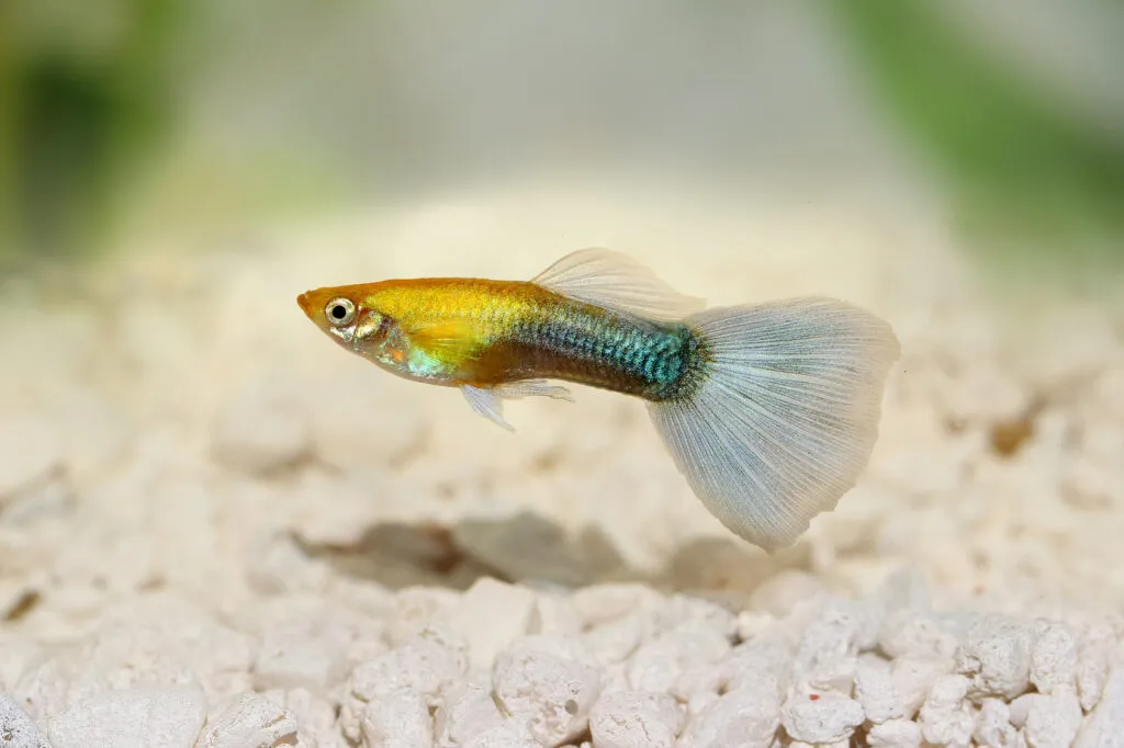 Un guppy nageant au fond de l'aquarium