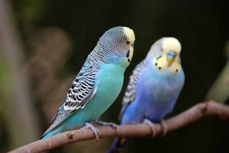 Un perruche ondulée turquoise et une perruche ondulée bleue
