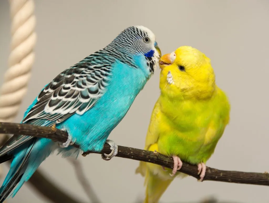 Deux perruches : jaune et turquoise Les perruches ondulées ont besoin de compagnie