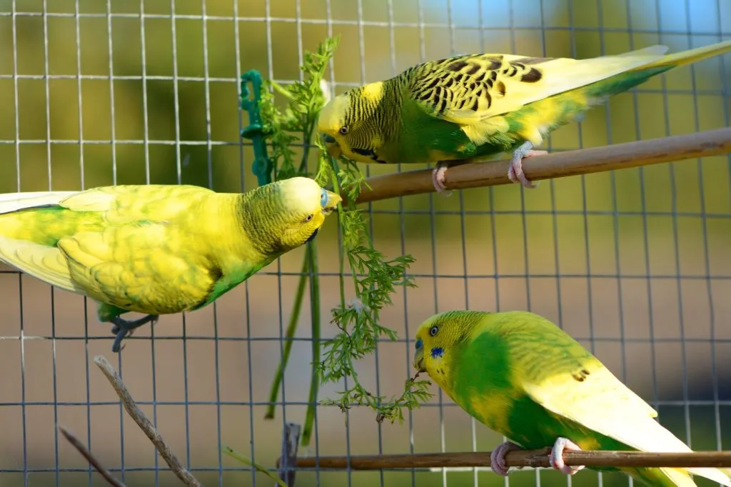 Des oiseaux exotiques dans leur cage Perruches ondulées en plein repas