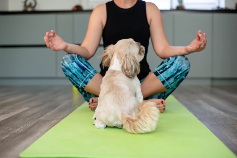 Un séance de puppy yoga