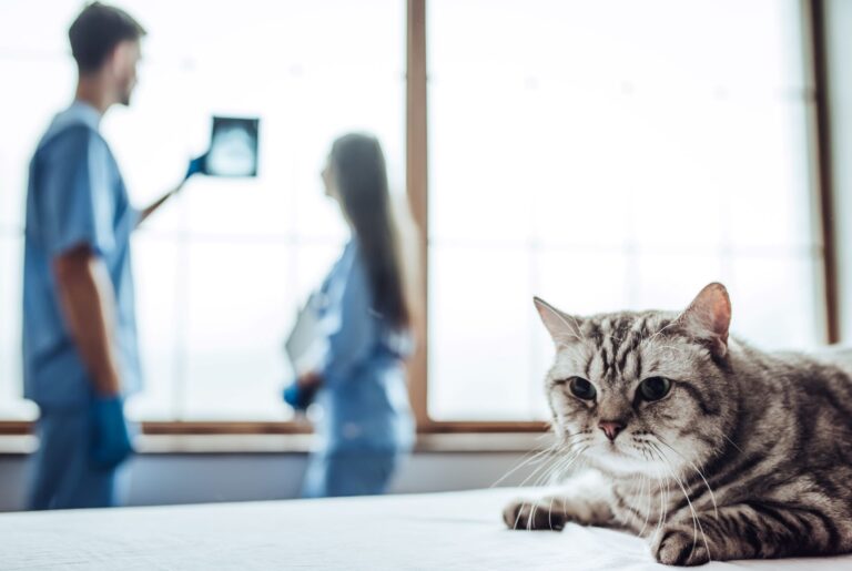 Un chat vient de passer une radio