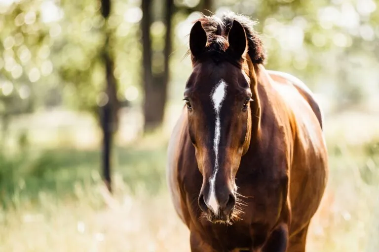 Le shivering chez le cheval ne peut pas être soigné