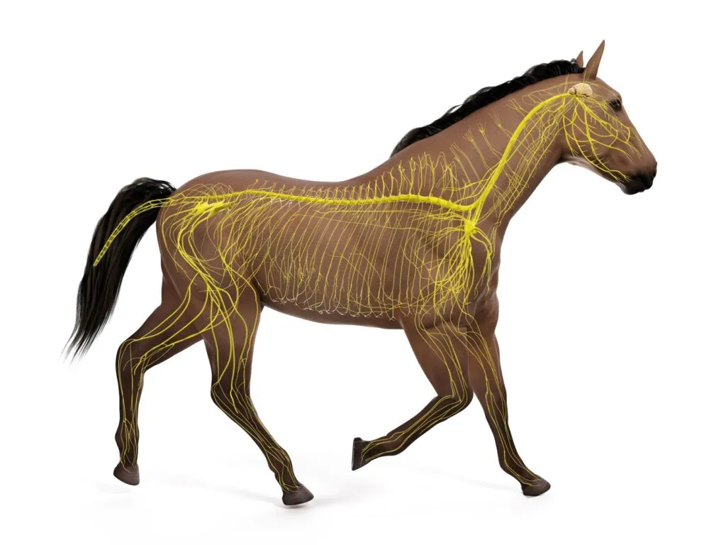 Le shivering chez le cheval est une maladie du système nerveux