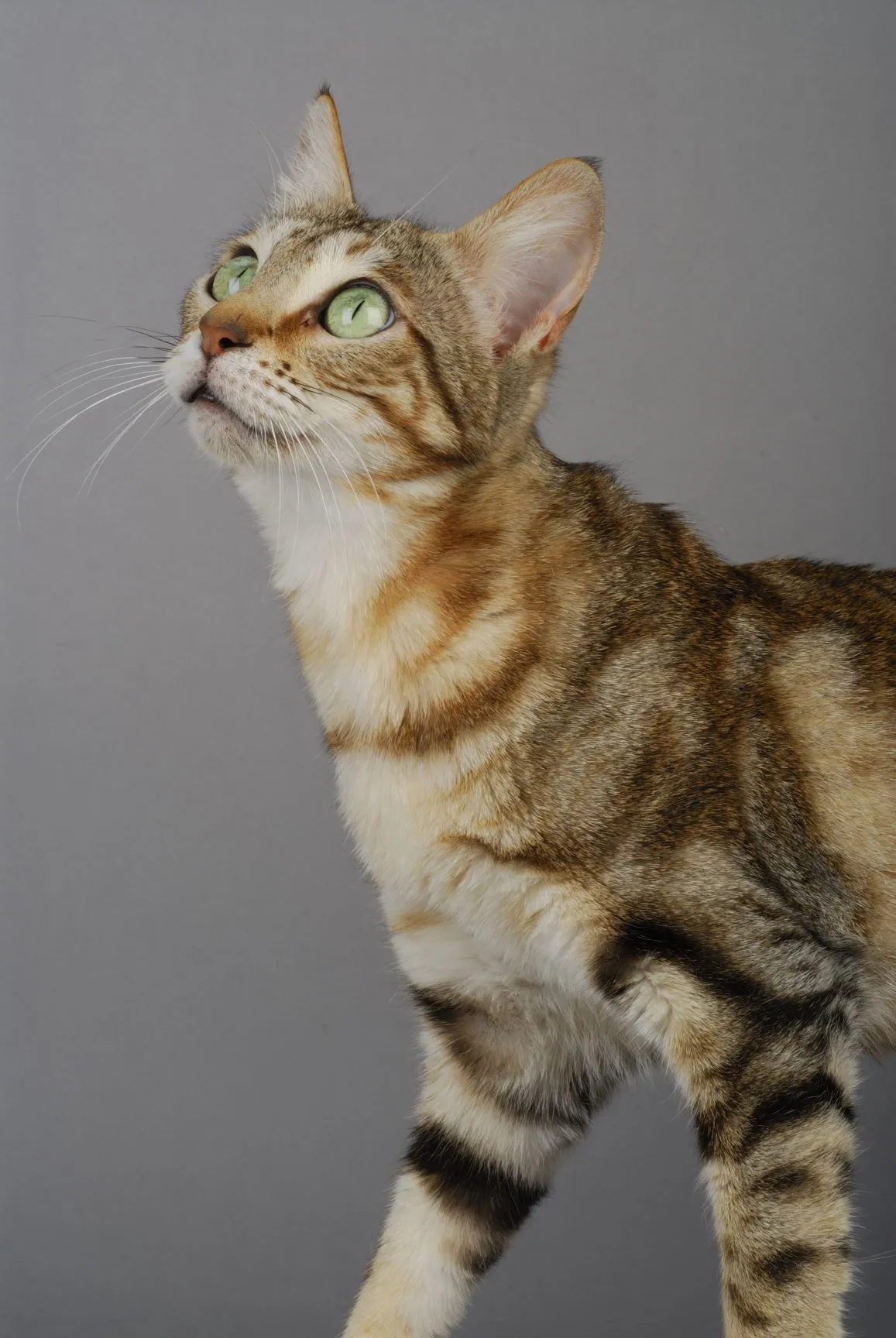 Un chat au motif tabby Un félin de race Sokoké