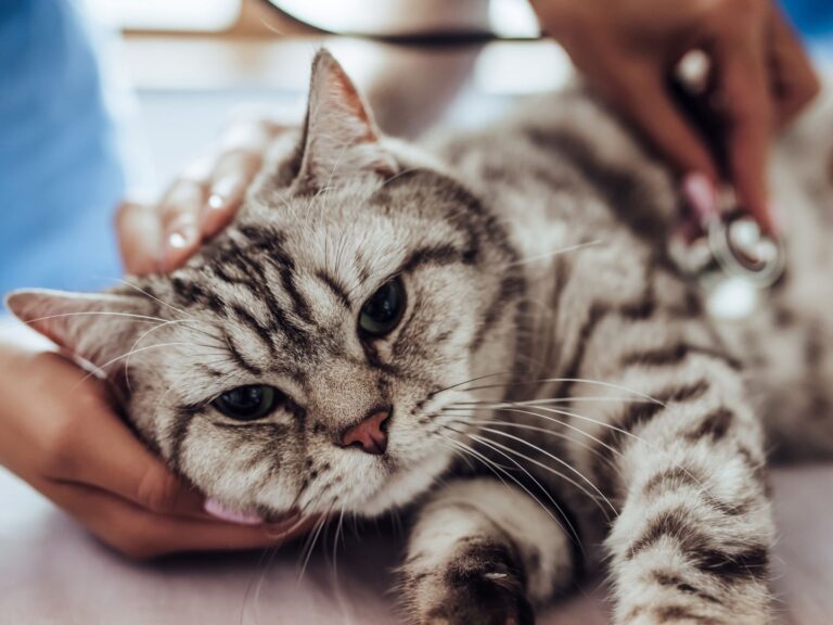 Un chat affaiblit par le typhus