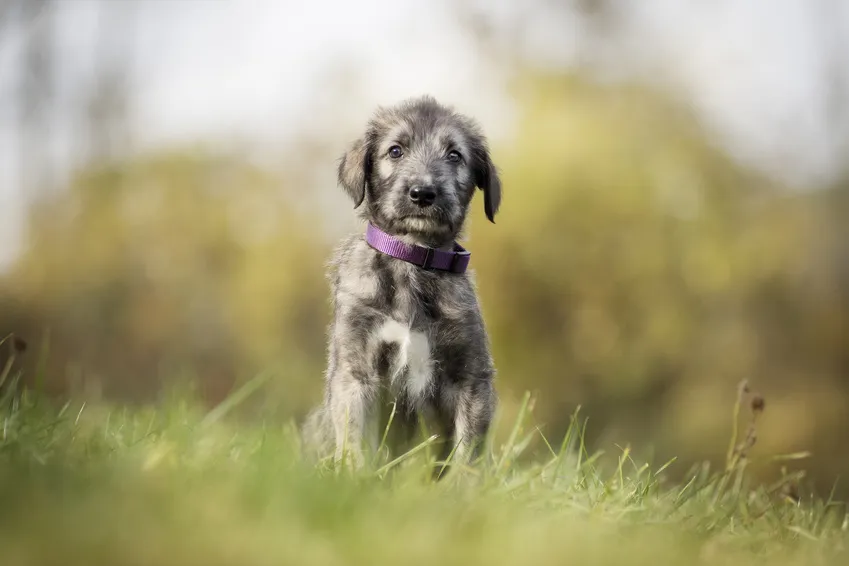 Chiot de l&eacute;vrier irlandais au printemps