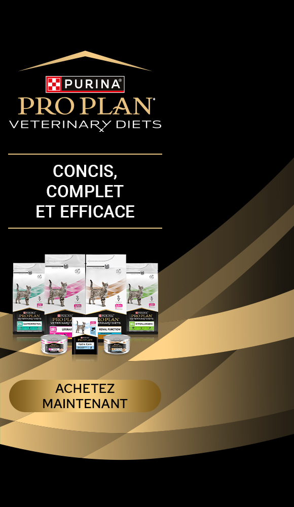 Mon chat a du sang dans les urines Magazine zooplus