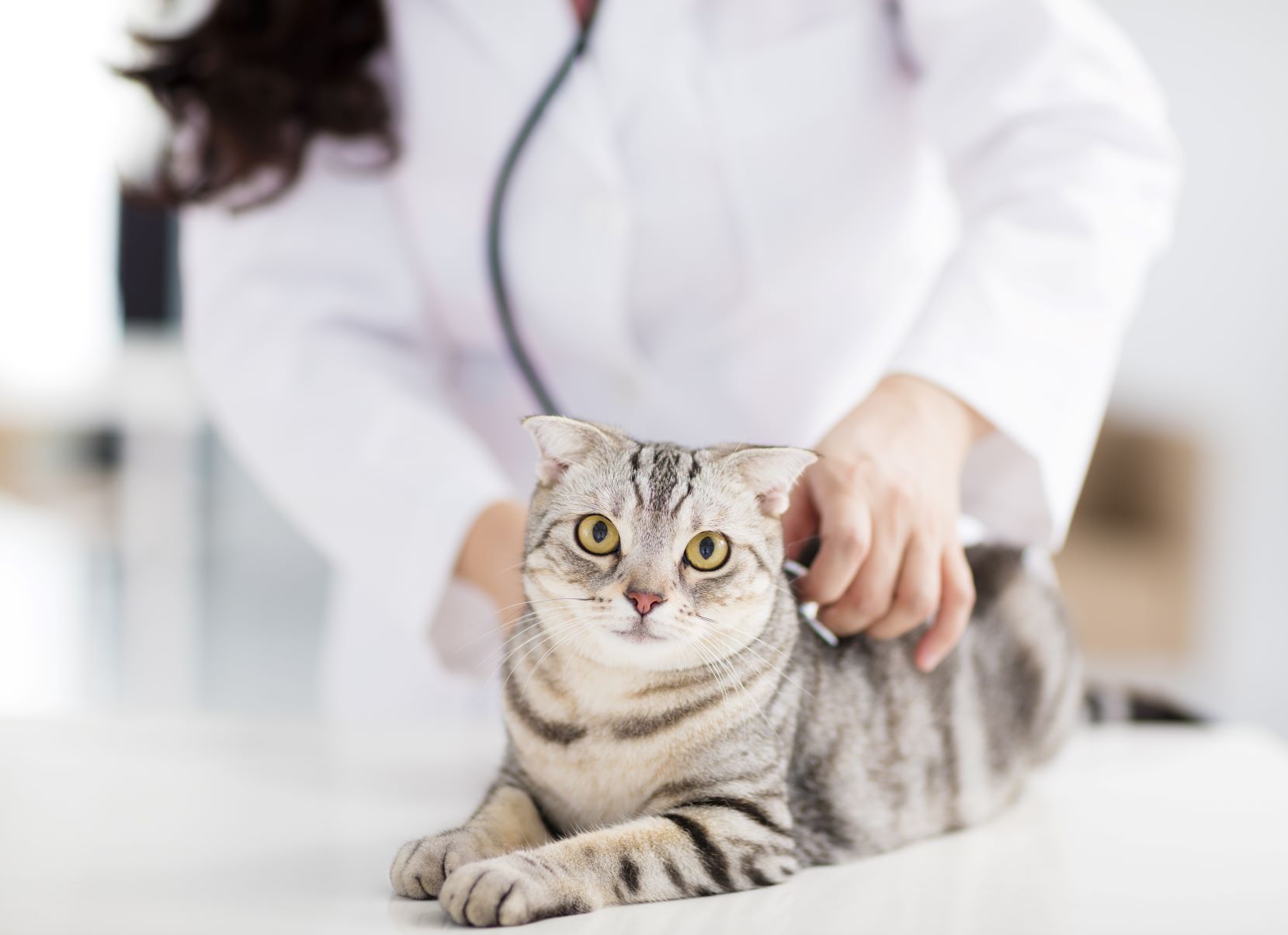 Chat qui souffre comment le reconnaître et comment l