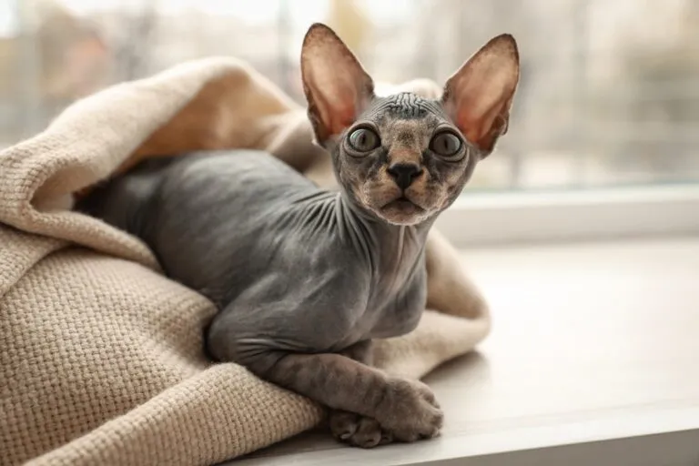 Un chat sphynx dans des couvertures Un jeune chat sans poils