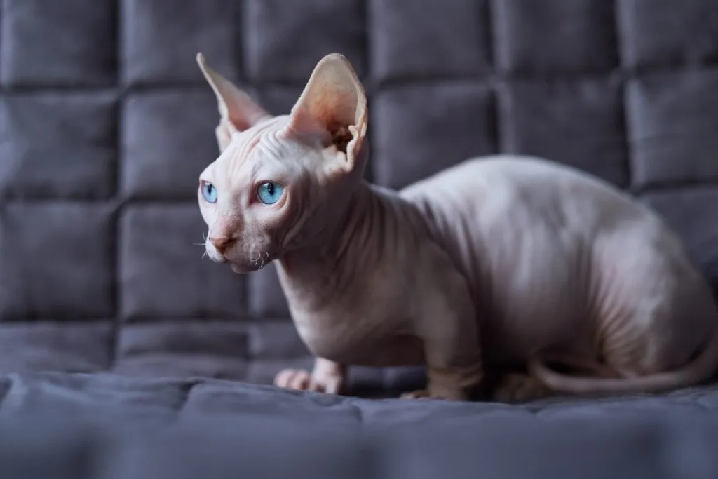 Un chat de race Bambino
