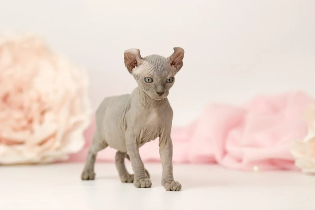 Un chat aux oreilles particulières Sans poils et avec de drôles d'oreille : l'elfe est un félin particulier