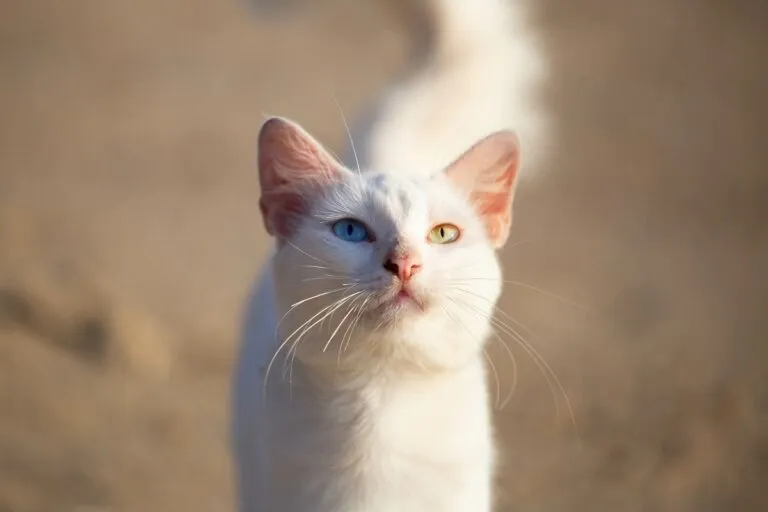 Un chat blanc aux yeux vairons Les Khao Manee sont des chats thaïlandais blancs aux yeux vairons