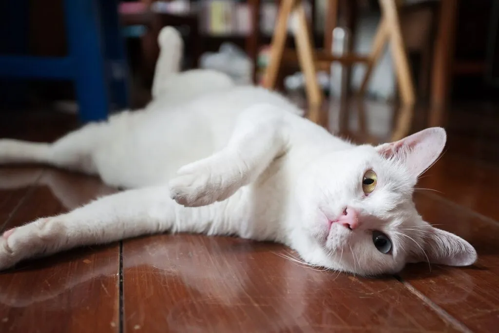 Un chat blanc étendu au sol Chat Khao Manee allongé sur le parquet