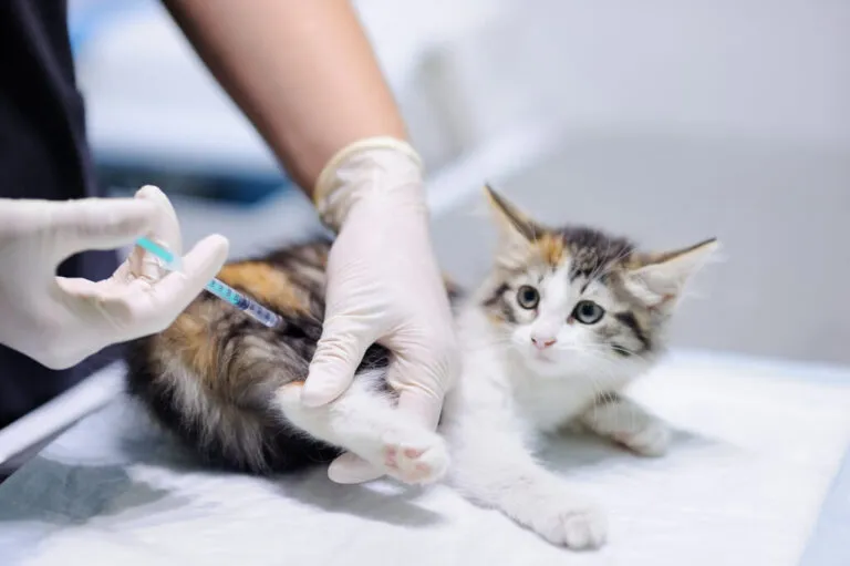 Un chaton se fait vacciner Rage chez le chat : la vaccination est la seule solution