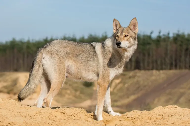 Un chien-loup Tamaskan
