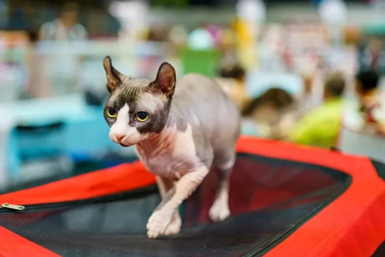 Un chat sans poils Un chat elfe