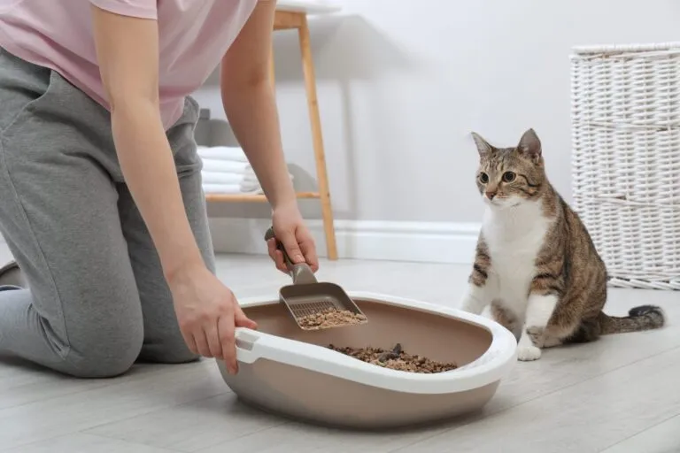 Nettoyage de la litière Une dame enlève les crottes de son chat de la litère
