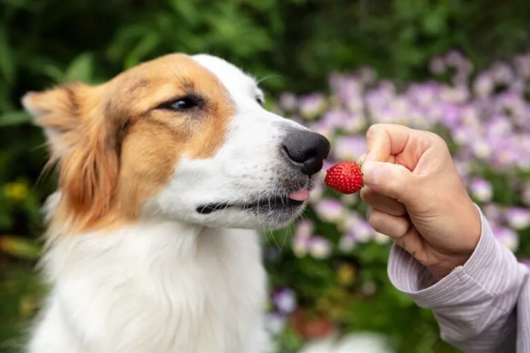 Un chien s’apprĂŞte Ă manger un fruit rouge Un maĂ®tre donne une fraise Ă son chien