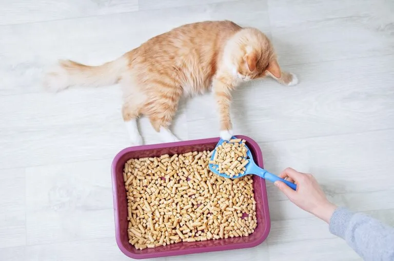 Litière végétale pour chat