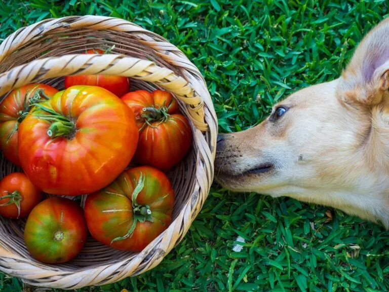 Un chien dans le gazon et un panier de légumes Un chien devant un panier de tomates
