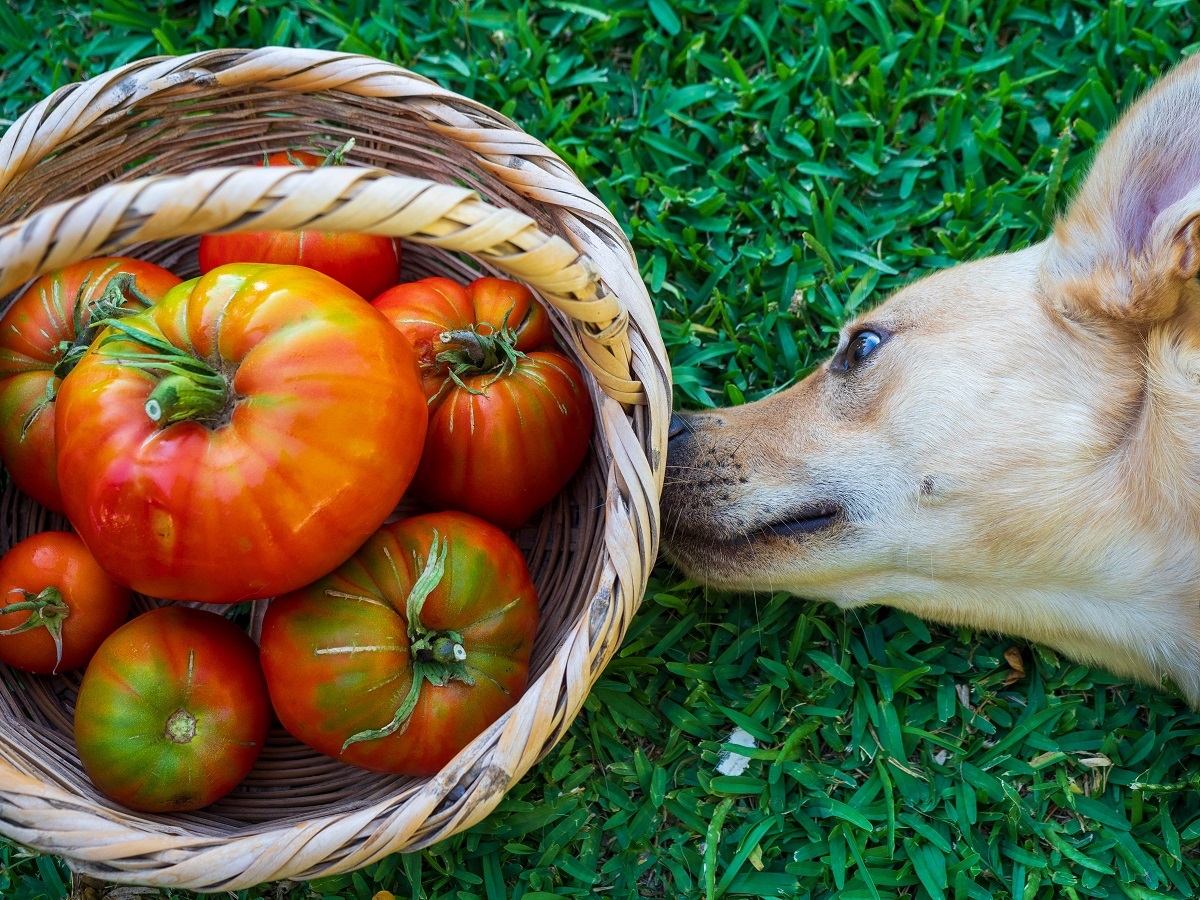 Tomate et chien peutil en manger ? Quels sont les risques