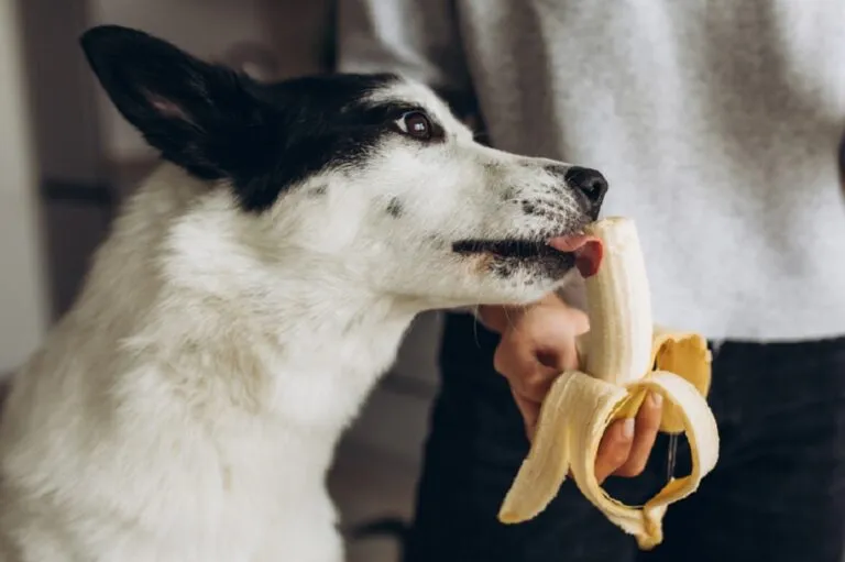 Un toutou noir et blanc mangeant une banane Un chien dévorant une banane