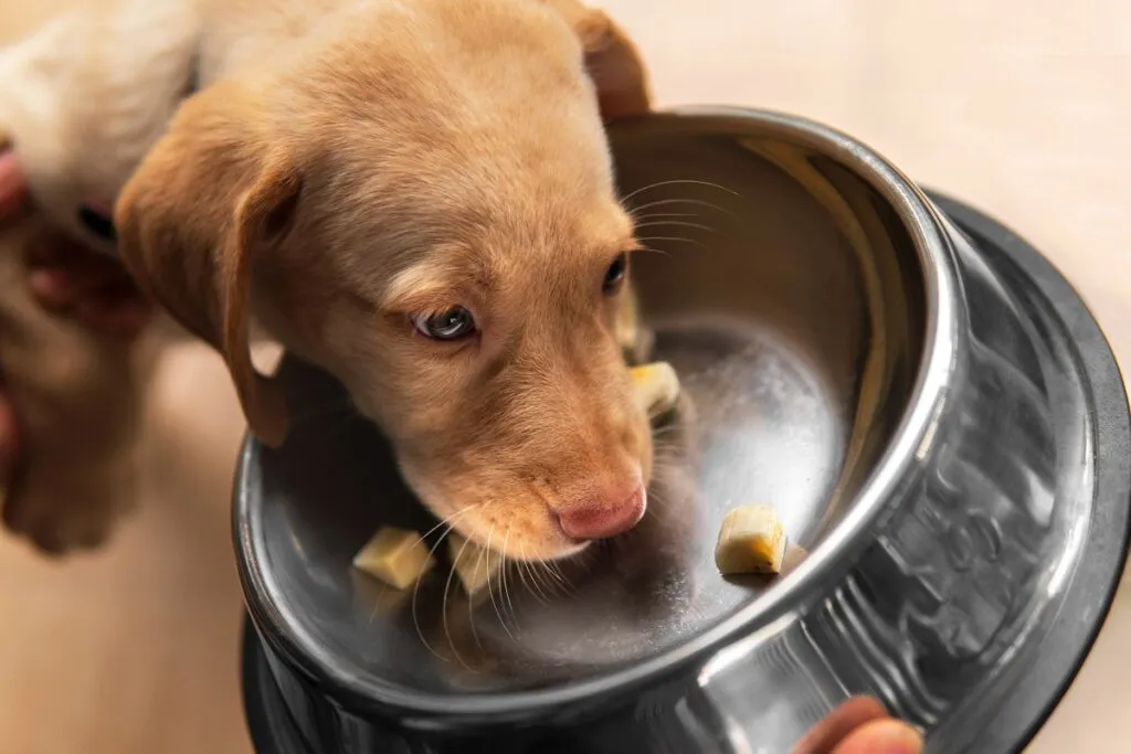 Un chiot avalant sa gamelle Un chiot mange des bananes tranchées