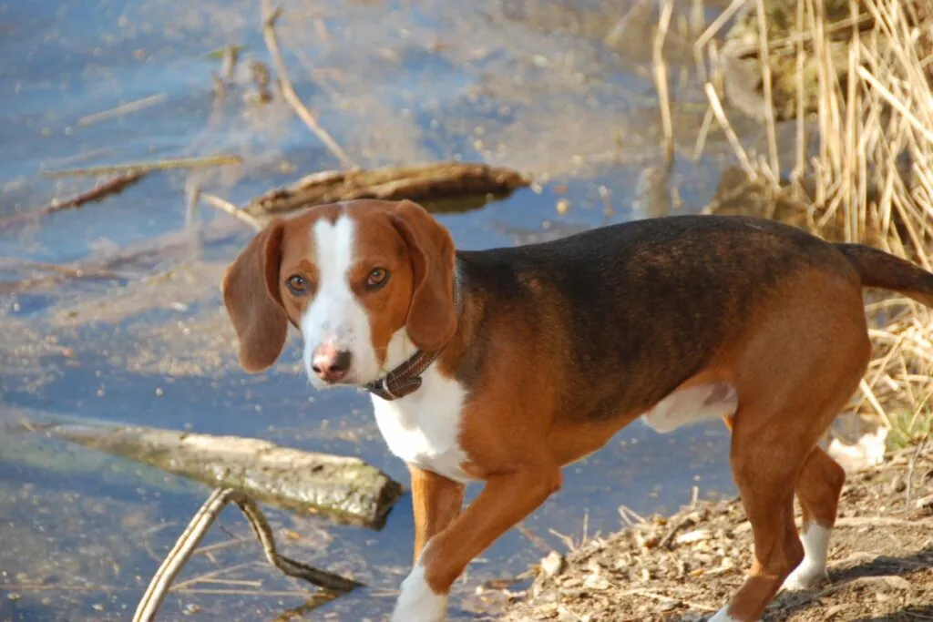 la race de chien brachet allemand