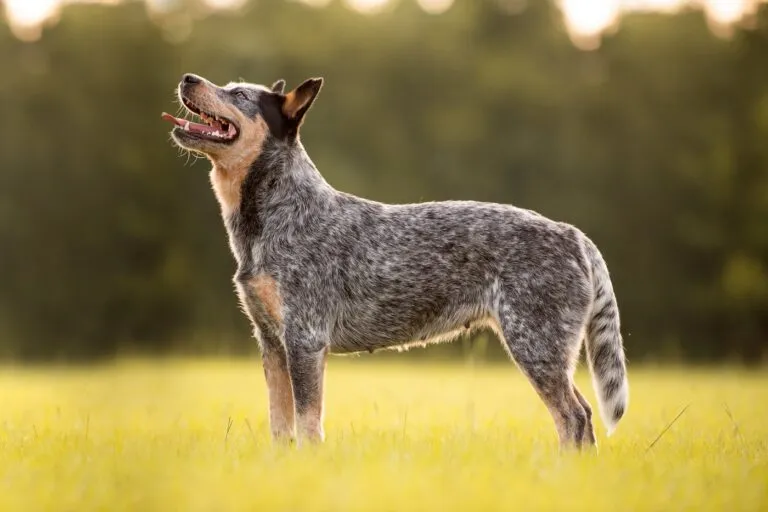 Chien le plus vieux du monde : à quoi il aurait pu ressembler