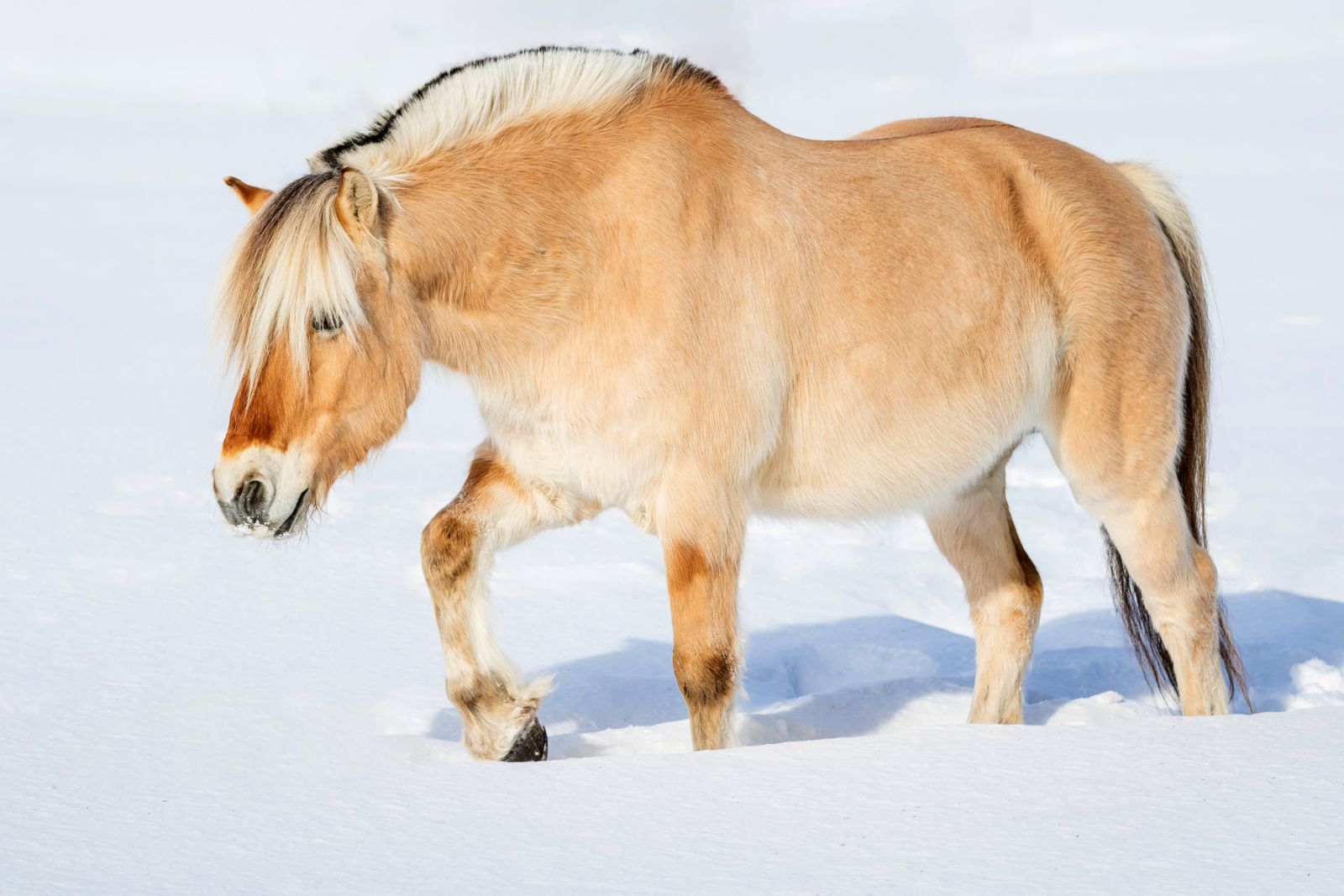 Fjord (cheval) : apparence, caractère, santé. zooplus Magazine 🐴