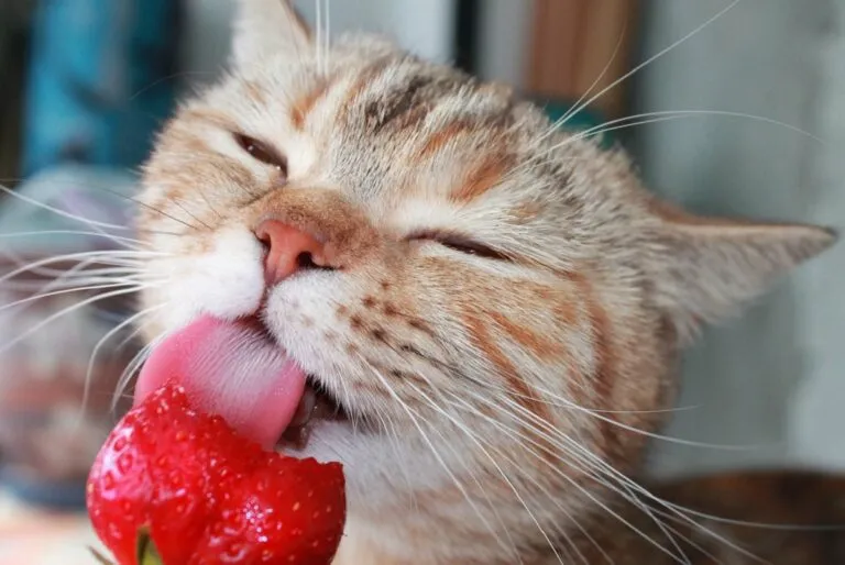 Un matou lèche une fraise Un chat mangeant une fraise