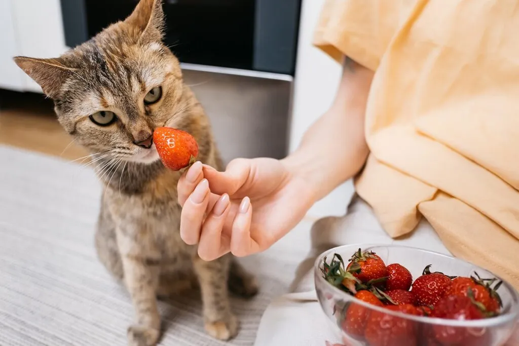 Un chat renifle des fruits Un chat s'apprêtant à manger une fraise