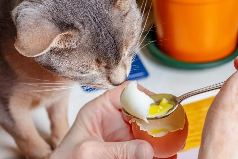 Un matou mange un œuf avec son maître Un chat qui mange un œuf
