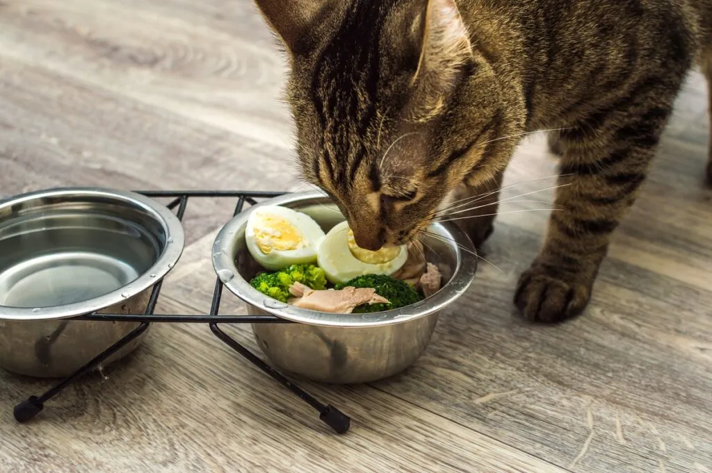 Un chat devant sa double gamelle Un chat qui mange des œufs cuits durs dans sa gamelle