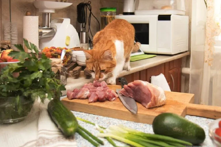 Un chat roux et blanc sur la table de cuisine Un chat qui examine la recette préparée pour lui