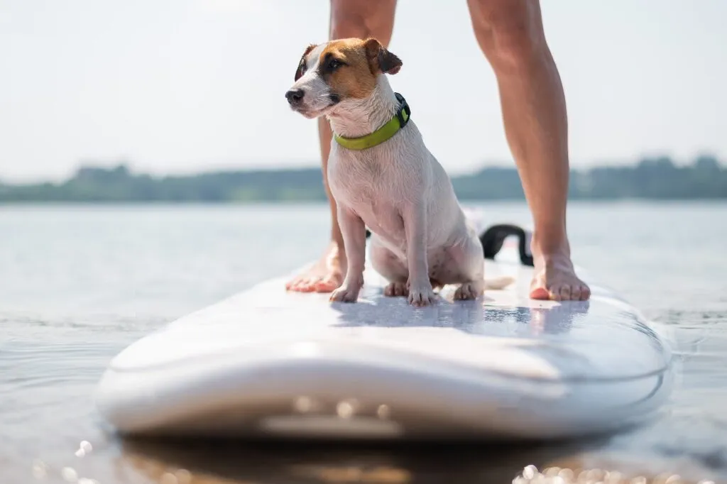 Un chien se tient sur un paddle avec sa ma&icirc;tresse