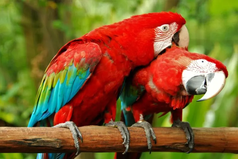 Un couple de perroquets rouges aux ailes colorées Deux perroquets aras