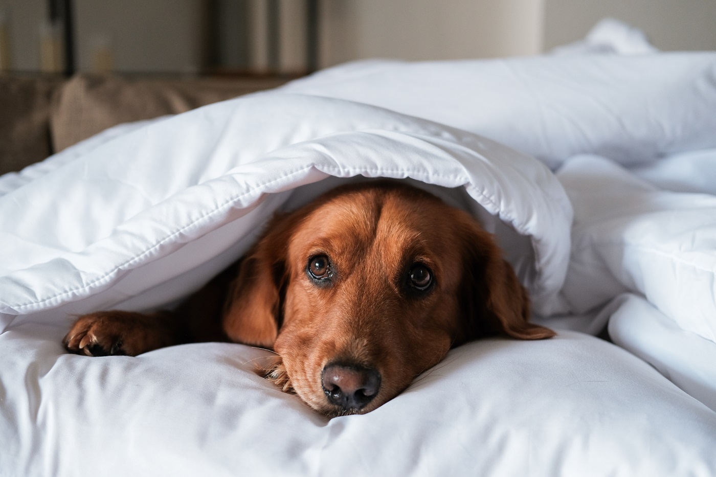 Un chien peutil avoir froid ? zooplus Magazine